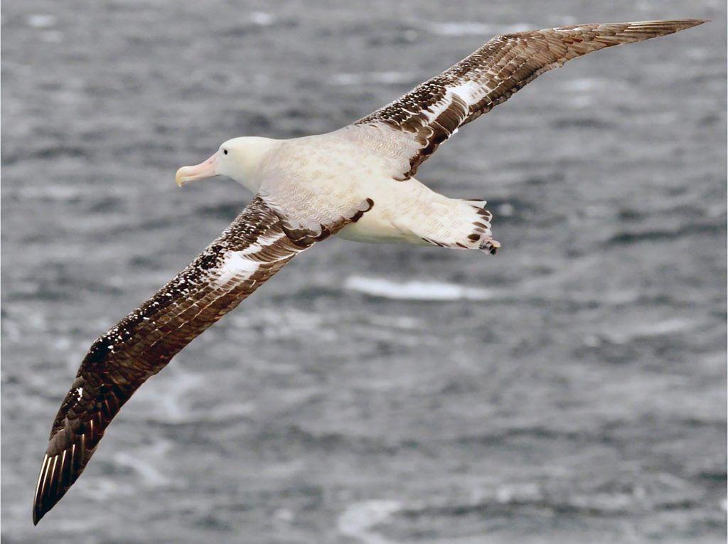 Saving albatrosses in Antarctica