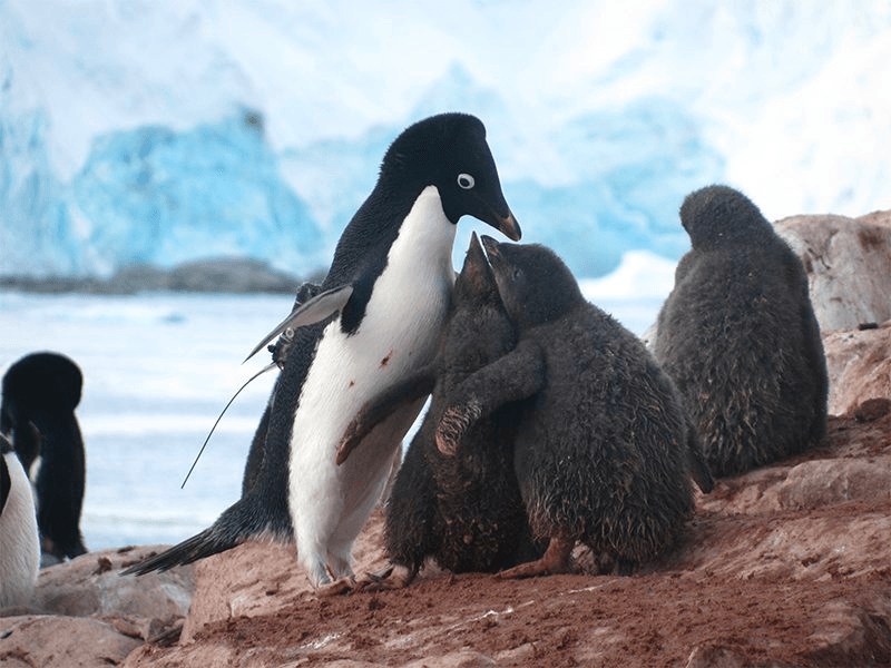 a&k philanthropy penguins on the frontline